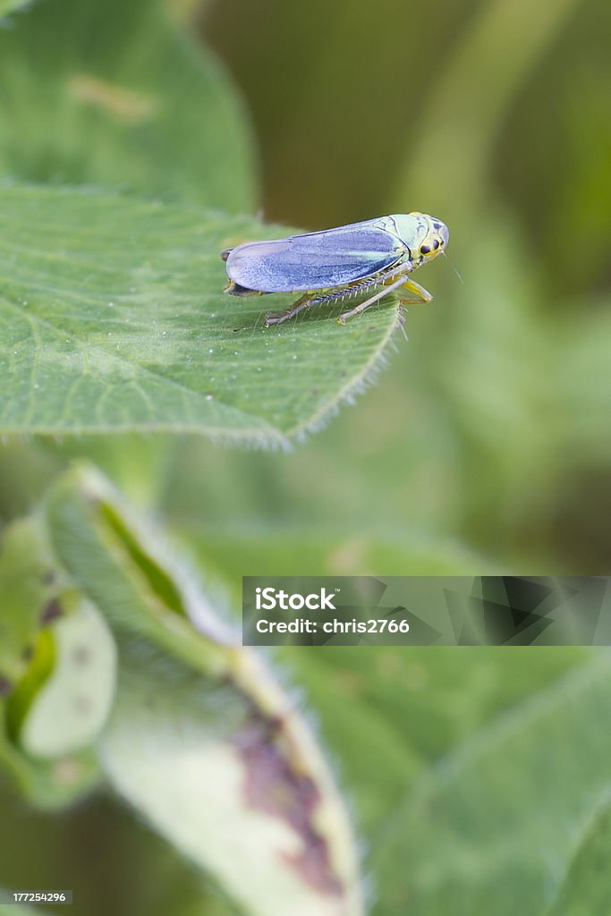 Cicadelle (Cicadella viridis - Photo de Bizarre libre de droits