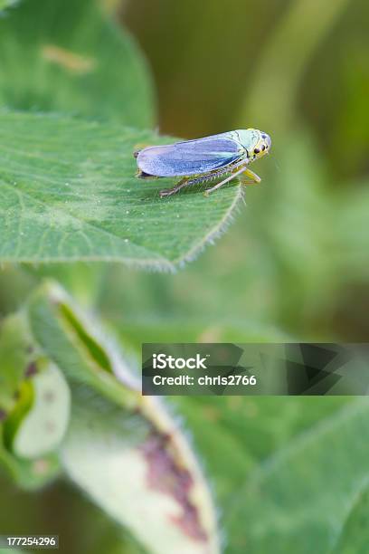 Photo libre de droit de Cicadelle Cicadella Viridis banque d'images et plus d'images libres de droit de Bizarre - Bizarre, Brin d'herbe, Cicadelle