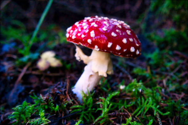 istock mushrooms at a natural environment inside a forest at autumn season 1772545928
