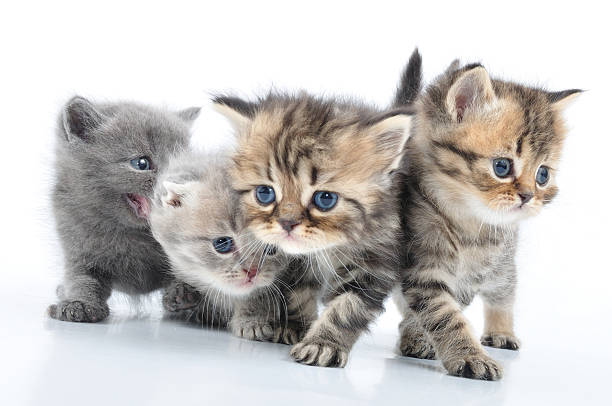 istock group of little kittens 177254740
