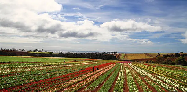 Photo of Australia Tasmania - Wynyard: Tulip Garden