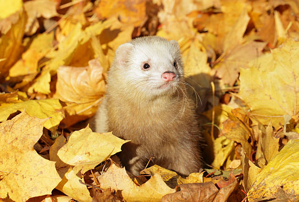 istock Ferret in yellow autumn leaves 177254892