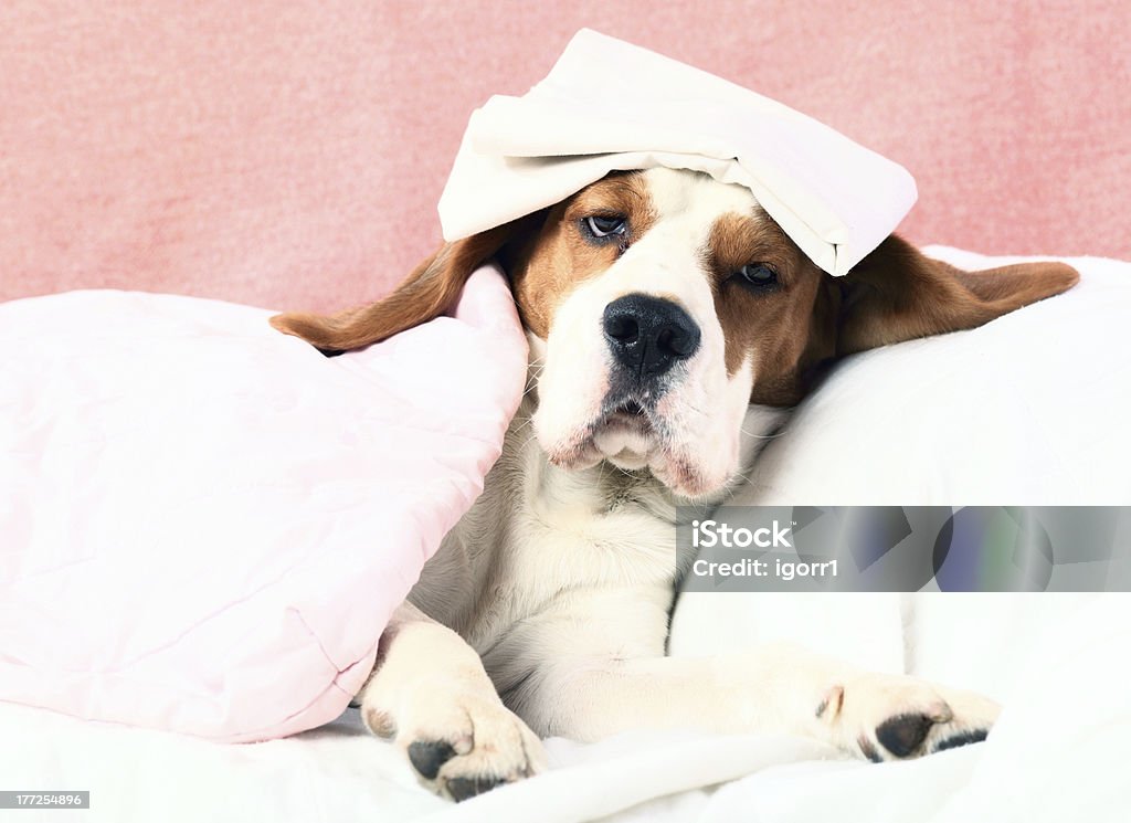 patient Very much the head  is ill. Beagle Stock Photo