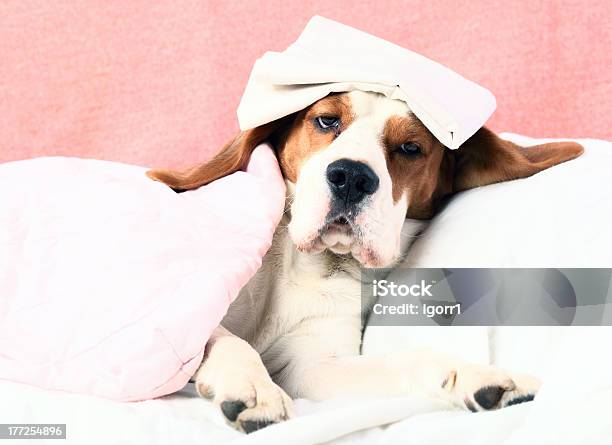 Patient Stock Photo - Download Image Now - Beagle, Dog, Pillow