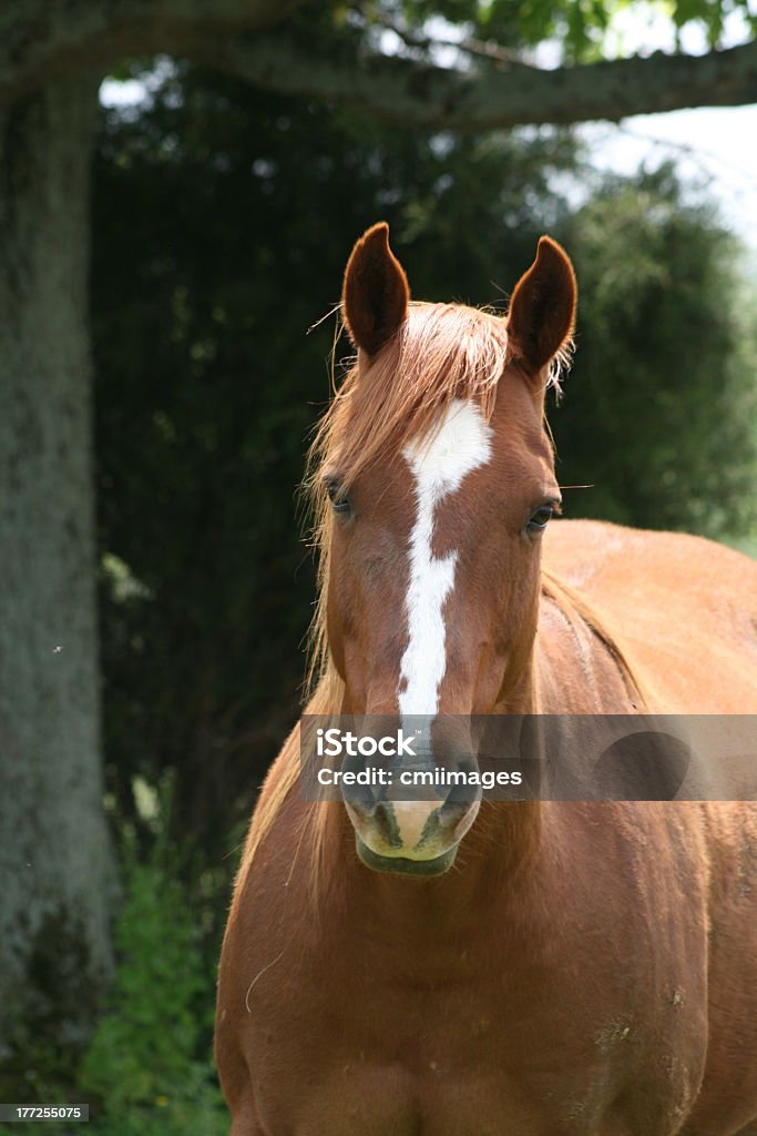 Cavalo Virada Para A Frente - Fotografias de stock e mais imagens de Animal  - Animal, Cavalo - Família do Cavalo, Fotografia - Imagem - iStock