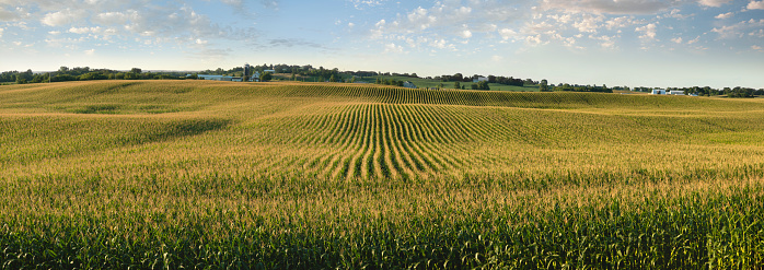 Panorama of a cornfield in late afternoon sun