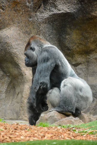 istock Strong Adult Black Gorilla 1772557041