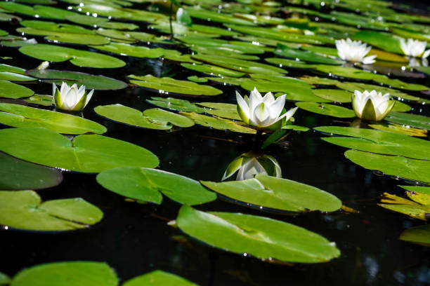 istock Bloomed water lily flowers 1772557663