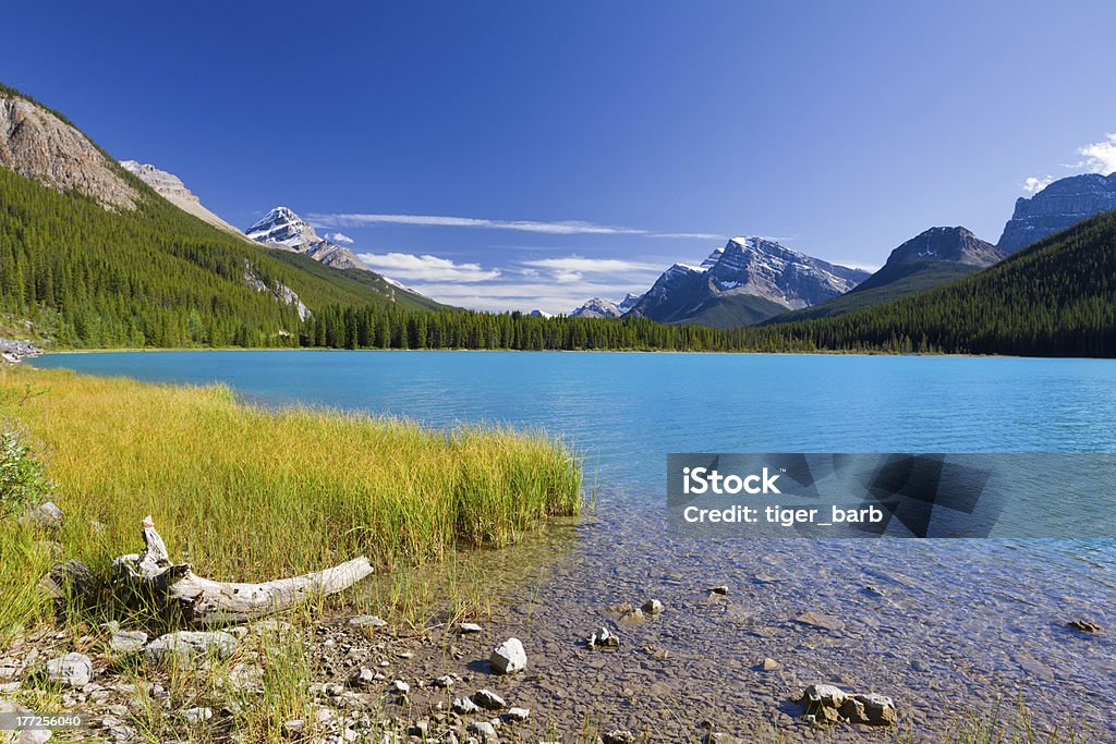 Lago Waterfowl com Azul Turquesa água, Parque nacional de Banff, Canadá - Royalty-free Abeto Foto de stock