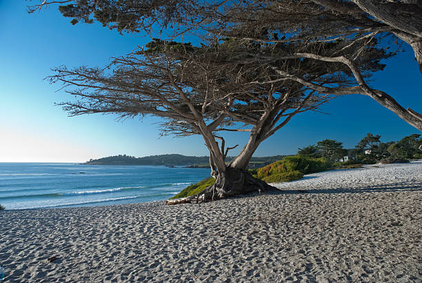 istock The Pacific coast in Monterey, USA 177256109
