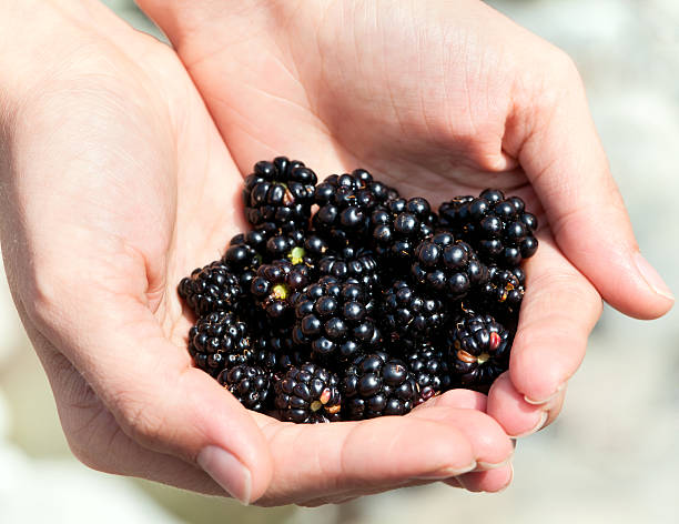 istock Handful of ripe blackberries in hands 177256194