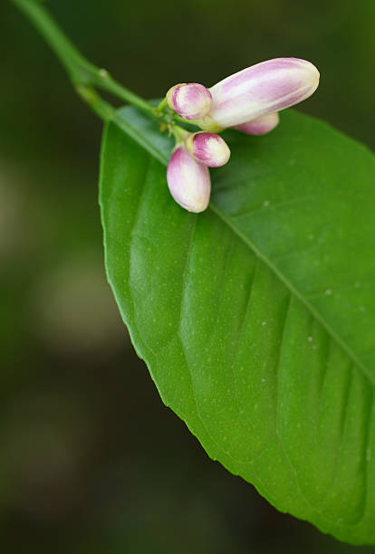 Laranjeira gustativas detalhe - foto de acervo