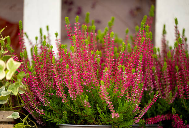 istock background of beautiful heather flowers 1772562685