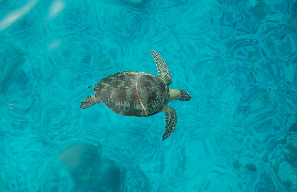 turtle stock photo