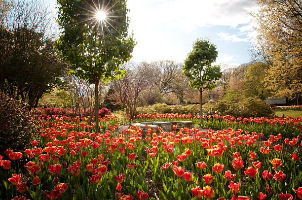 istock Garden Filled with April Tulips 177256302
