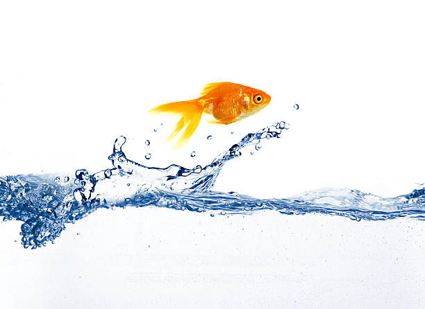 istock gold fish jumping over slash blue water 177256533