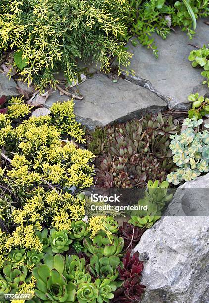 Steingarten Mit Wacholder Und Sedums Stockfoto und mehr Bilder von Ansicht aus erhöhter Perspektive - Ansicht aus erhöhter Perspektive, Bildhintergrund, Blatt - Pflanzenbestandteile