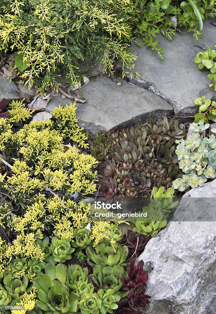 Giardino di rocce con ginepro e sedums - Foto stock royalty-free di Aiuola