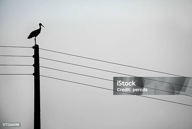 Cicogna Su Un Post - Fotografie stock e altre immagini di Ala di animale - Ala di animale, Ambientazione tranquilla, Animale