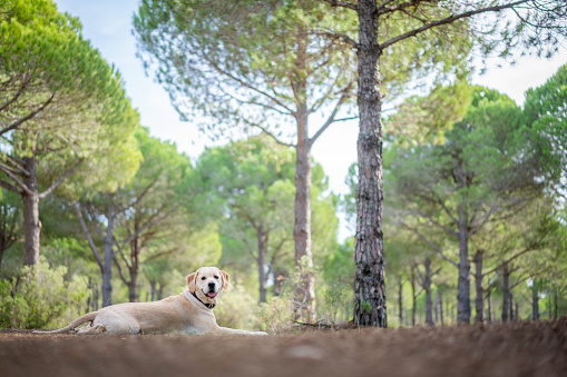 Full length of beautiful Golden Retriever lying on grass nature in forest