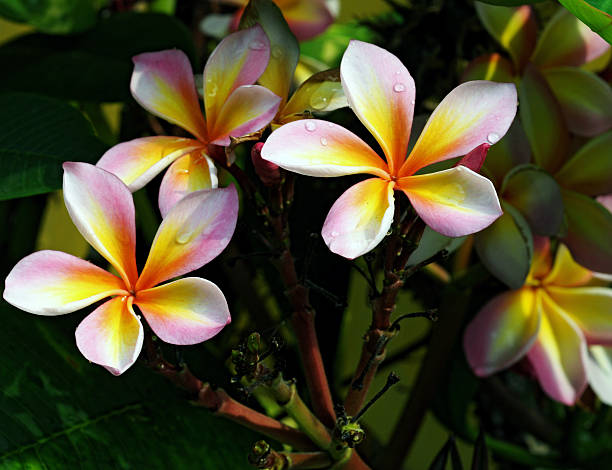 istock Frangipani flowers blooming 177256690