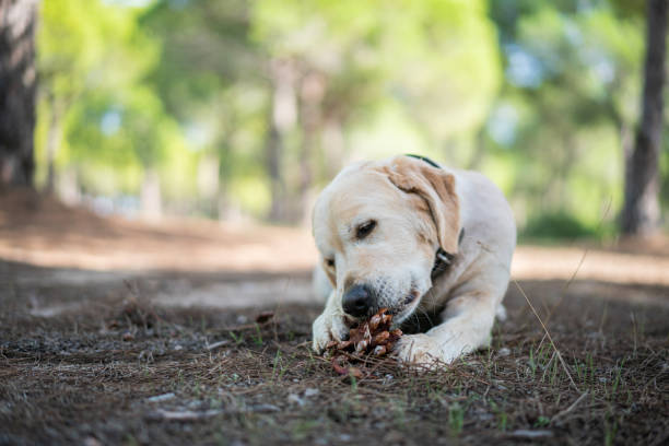 Golden Retriever Dog Enjoys Spring While Chewing on a Pine Cone