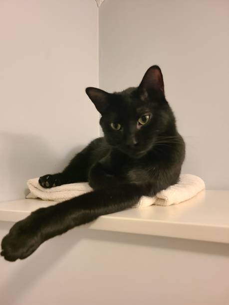 istock a black cat on a shelf with some pillows around it 1772568363