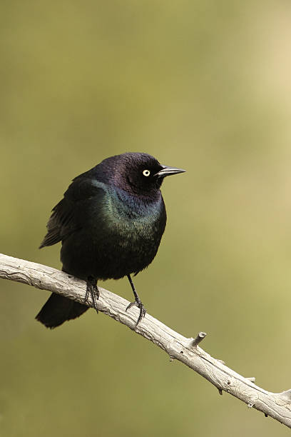 istock Brewer's Blackbird in Yellowstone National Park 177256987