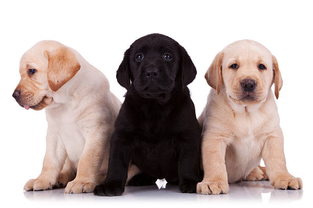 istock little labrador retriever puppies 177257082