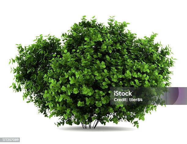 Bigleaf Hydrangea Bush Isolated On White Background Stock Photo - Download Image Now