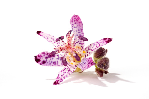Tricyrtis hirta/ toad lily isolated on white