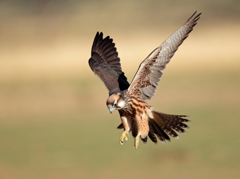 Isolated hawk, in flight, landing to catch its prey. Focus on head of eagle. Shalow dof.