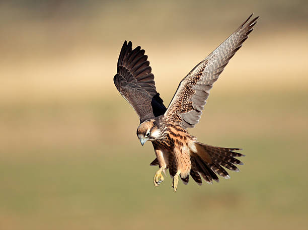 Lanner falcon landing "Lanner falcon (Falco biarmicus) landing with outstretched wings, South AfricaClick here for more BIRD images" falcon bird stock pictures, royalty-free photos & images
