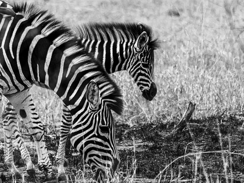 A pair of zebra standing in a grassy savannah, their black and white stripes in stark contrast against the lush green backdrop