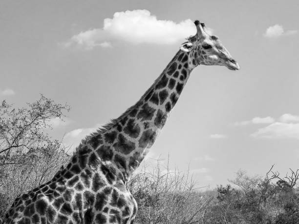istock a lone giraffe stands in the grass and brush 1772575808