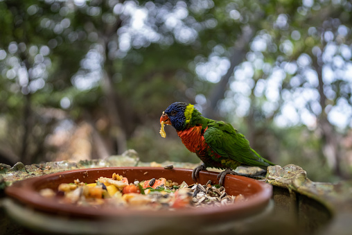 colourful parrot bird feed eat with cereal and fruit slices in green zoo. High quality photo