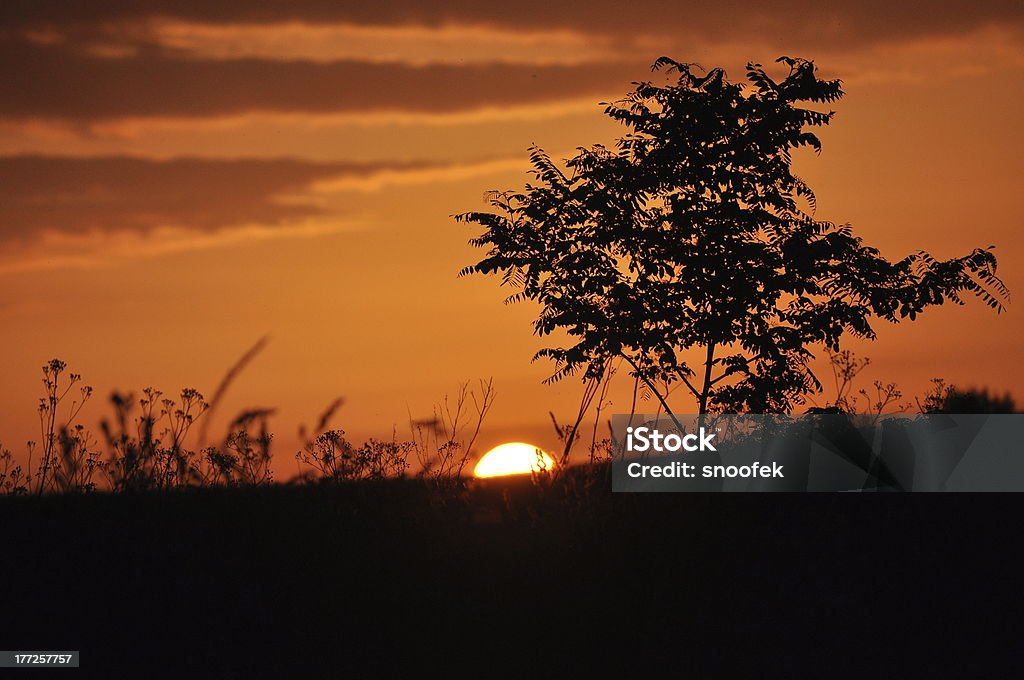 Atardecer en el campo - Foto de stock de Aire libre libre de derechos