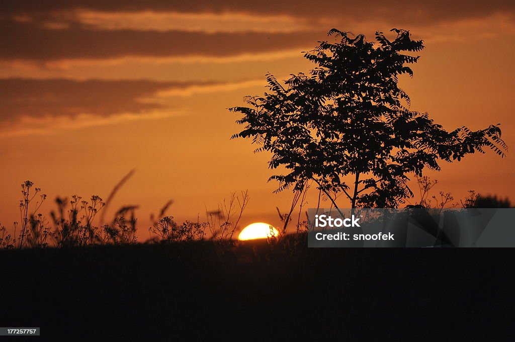Zachód słońca w polu - Zbiór zdjęć royalty-free (Afryka)