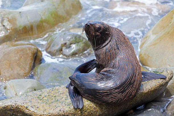 190+ Lion De Mer De Nouvelle Zélande Photos, taleaux et images libre de