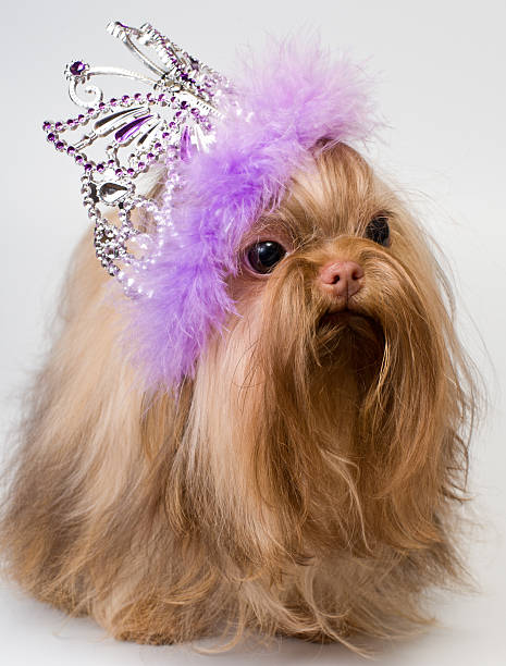 istock Bolonka Zwetna and decorations 177258264