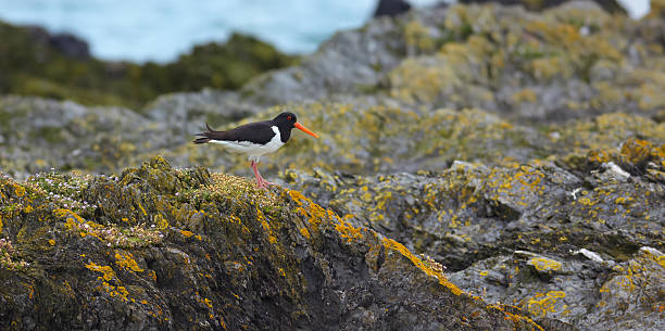 istock Eurasian Oystercatcher 177258269
