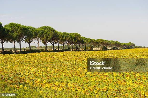 Landscape In Maremma Stock Photo - Download Image Now - Agricultural Field, Agriculture, Blue