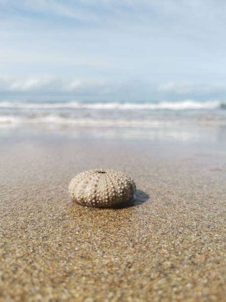 istock sea urn is on a sandy beach as the waves roll in 1772583729