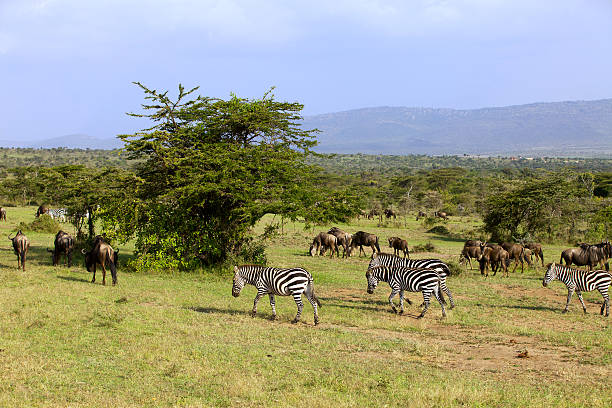 istock Zebra and wildebeest in Africa 177258455