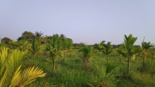 Pan shot of the unhealthy diseased areca palm trees or betel nut plantation