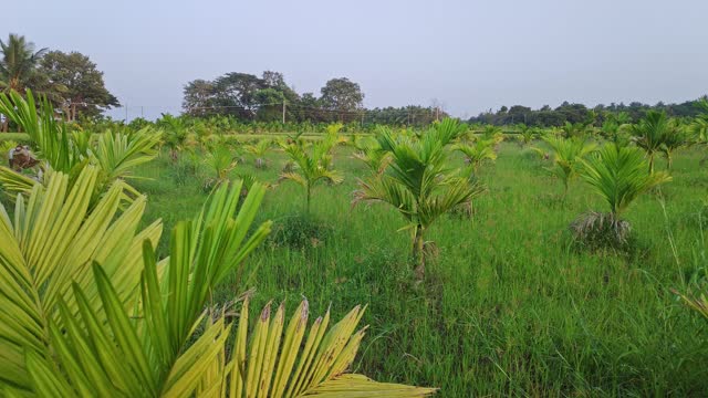 Pan shot of the unhealthy diseased areca palm trees or betel nut plantation