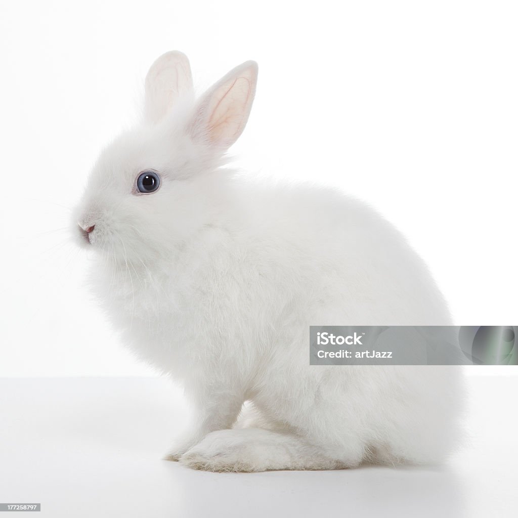 White Rabbit Stock Photo - Download Image Now - Rabbit - Animal, White  Color, Lagomorphs - iStock