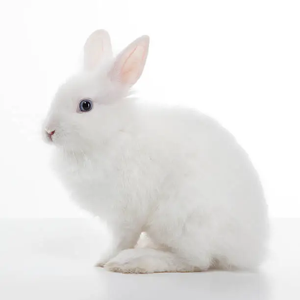 Photo of White rabbit