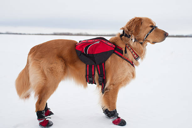 Rescue dog "Golden retriever decked out in winter gear. Snow boots to keep his paws dry, back pack to carry essentials and halti gentle leader on his face. Taken on the prairies in Manitoba Canada." search and rescue dog photos stock pictures, royalty-free photos & images