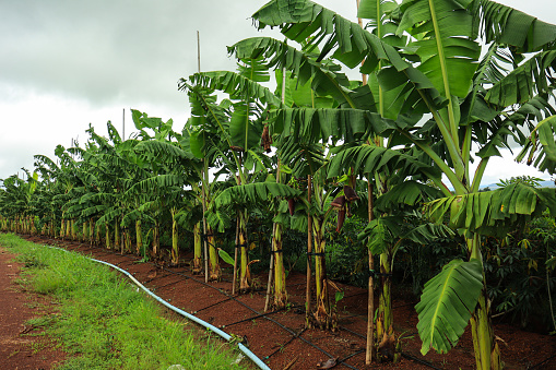 Growing golden bananas using a drip irrigation system and supporting banana trees with bamboo.